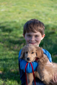 Boy holds a puppy in his arms, a mini goldendoodle Boy holds a puppy in his arms, a mini goldendoodle
